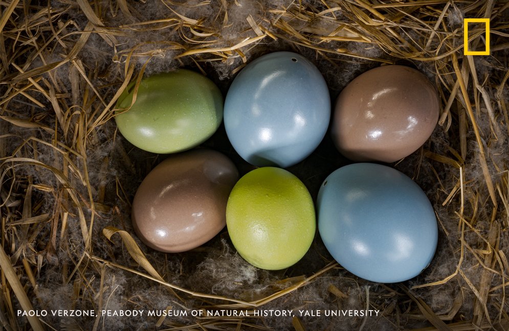Bird eggs, such as these from tinamous, get their colors from pigments including protoporphyrin and biliverdin. Some fossil dinosaur eggs preserve these two compounds hinting at their hues.