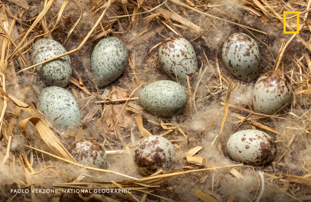 Many dinosaur eggs had the colorful hues and mottled specks of modern bird eggs, like these scrub jay eggs.