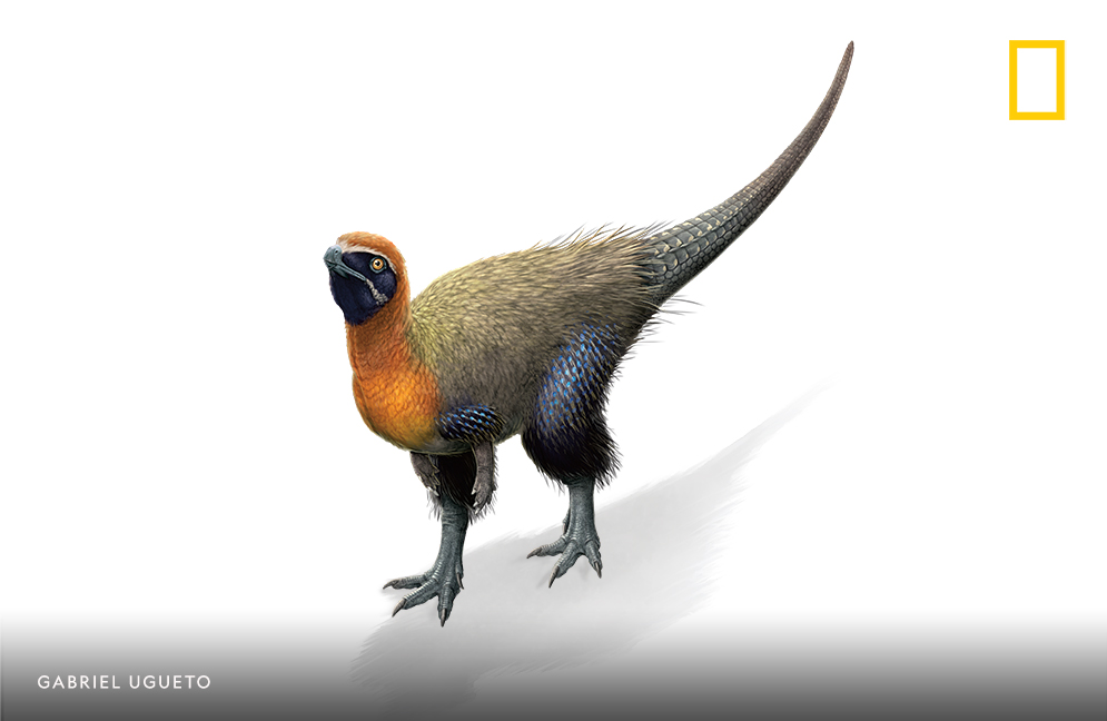 This small herbivore, called Kulindadromeus, had at least three types of feathers—probably representing various evolutionary experiments in feather form.