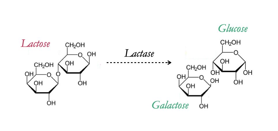 The classic example is “lactase persistence”. Most mammals can break down the sugar in milk — lactose — using an enzyme called lactase. But, in most species, this enzyme goes away around the time they stop nursing. Why is it that a third of adult humans can still digest milk? 2/