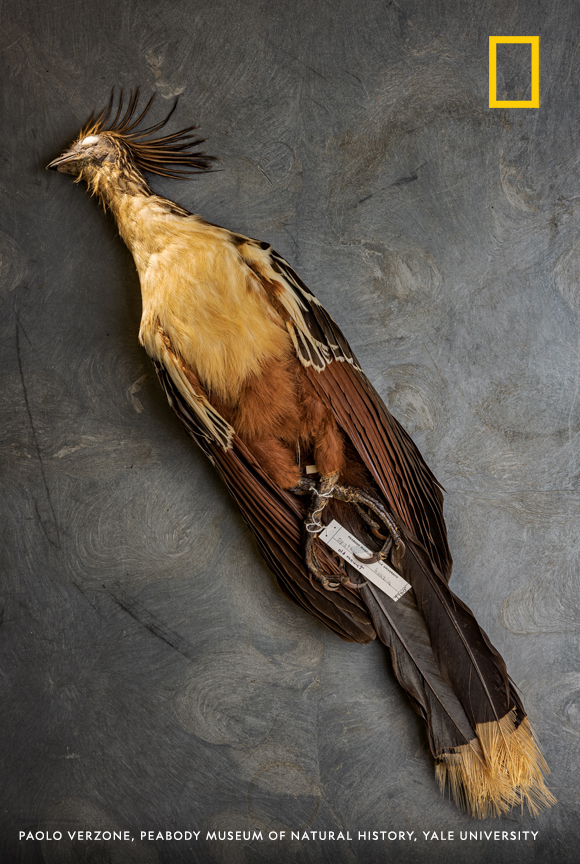 Native to South America, the hoatzin offers clues to how dinosaur arms evolved into bird wings.