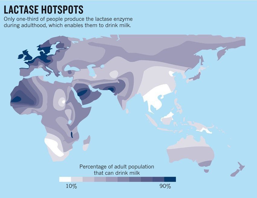 The answer is culture. In some "hot spots", people started herding animals. This opened up a new resource: animal milk. In at least 2 events, mutations that let people keep producing lactase were selected for. The variant in the Middle East is likely due to camel milk  3/