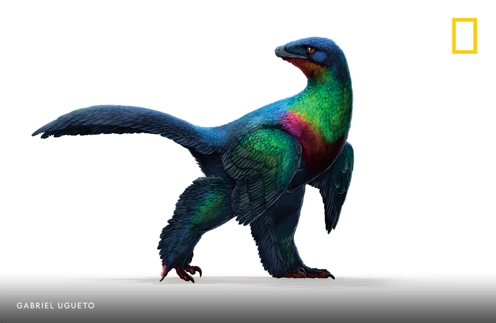 By comparing the shape and arrangement of melanosomes in fossils with those in modern birds, experts can reconstruct a dinosaur's color and even see whether it was iridescent—like the Caihong juji.