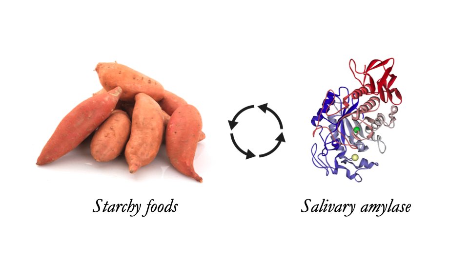 Another cool example is domesticated starchy foods & amylase, an enzyme that breaks down starch. Amylase can be found in our saliva, which starts digesting food before we swallow. Cultures with starch-rich diets have multiple copies of the gene (AMY1) that makes the enzyme. 5/