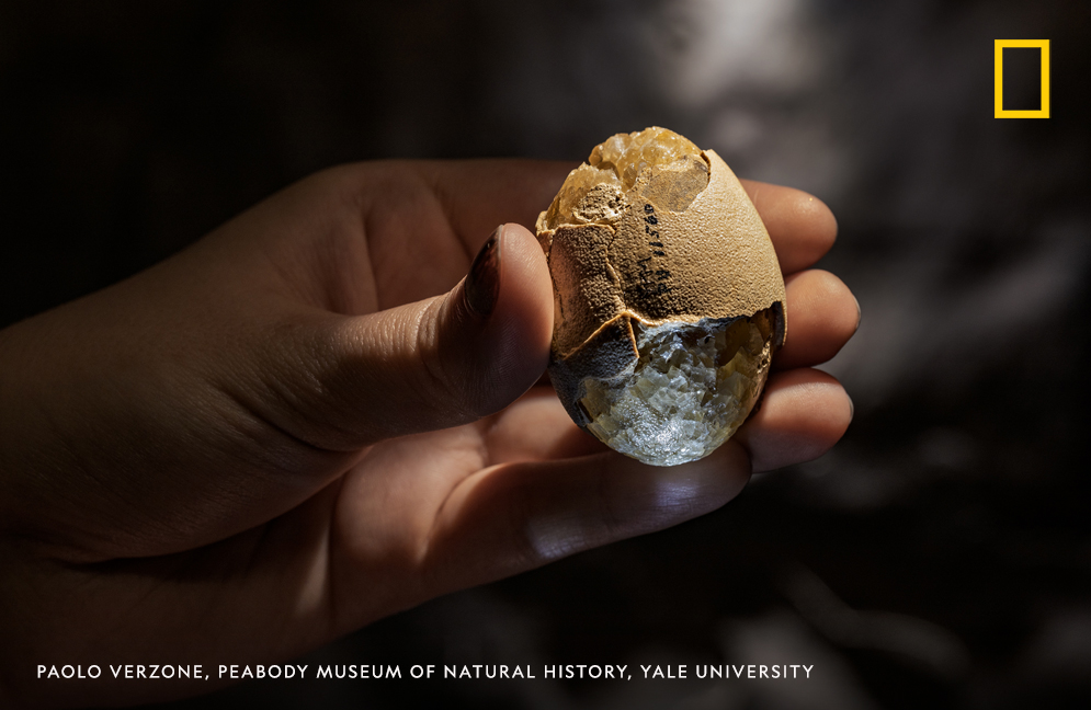 This fossilized bird egg was laid tens of millions of years after the extinction of the non-avian dinosaurs. Yale Ph.D candidate  @jasmina_wiemann who analyzes the chemistry of ancient eggshells says, "All birds are dinosaurs, so it is also an avian dinosaur egg."