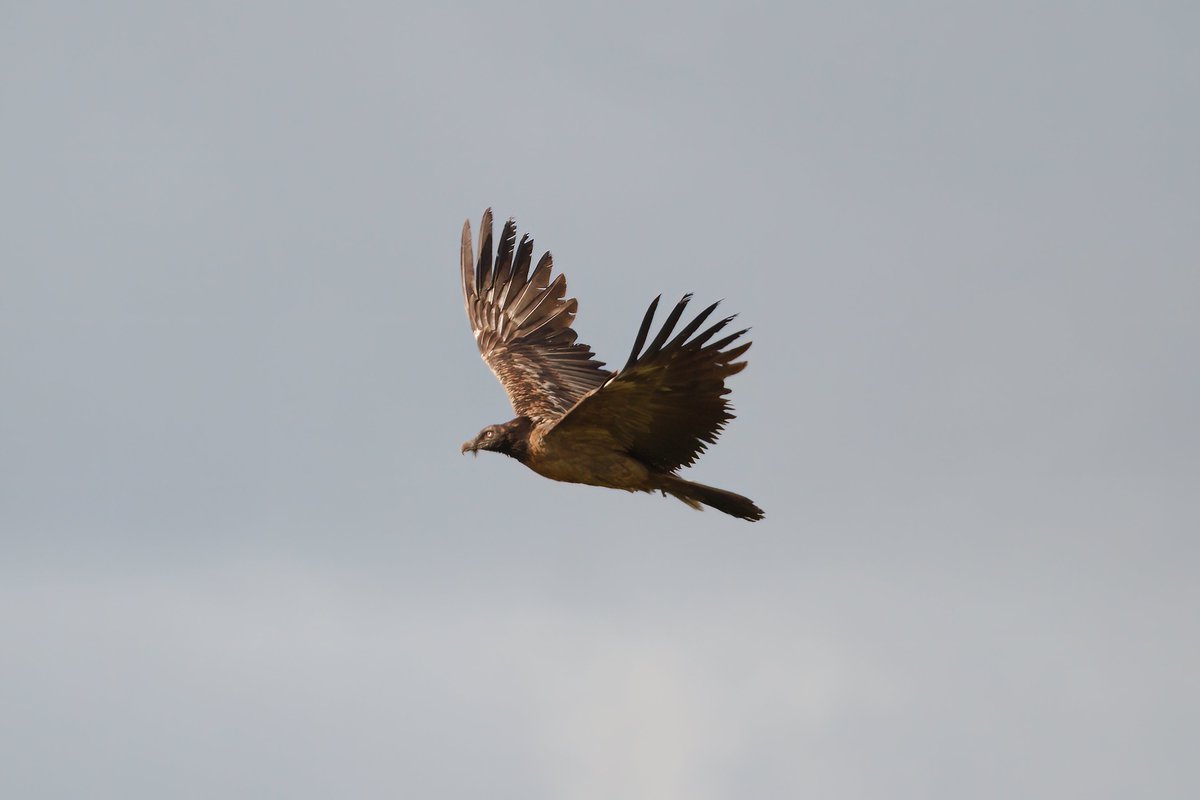 dave_b_james's tweet image. What a day today was! Job interview in the morning followed by a Lammergeier twitch in the afternoon and then getting home to receive a phone call to say I'd got the job! It must be time for a beer to celebrate!!