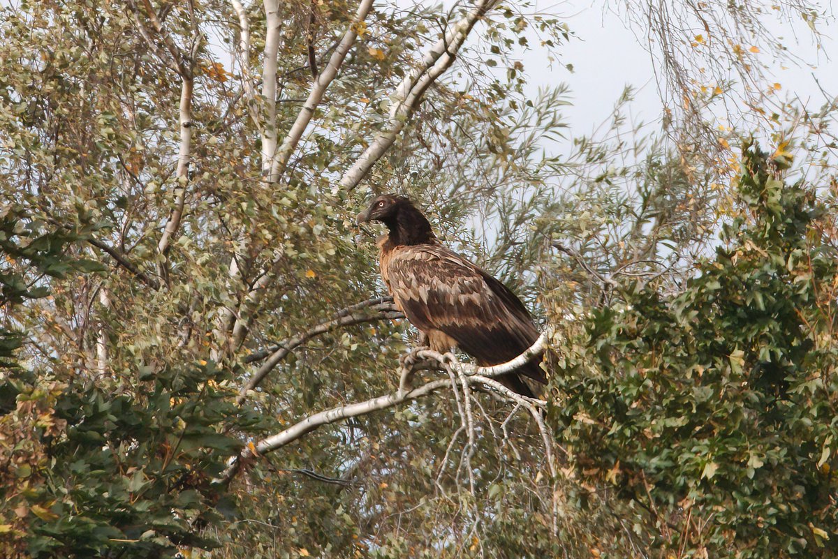 dave_b_james's tweet image. What a day today was! Job interview in the morning followed by a Lammergeier twitch in the afternoon and then getting home to receive a phone call to say I'd got the job! It must be time for a beer to celebrate!!