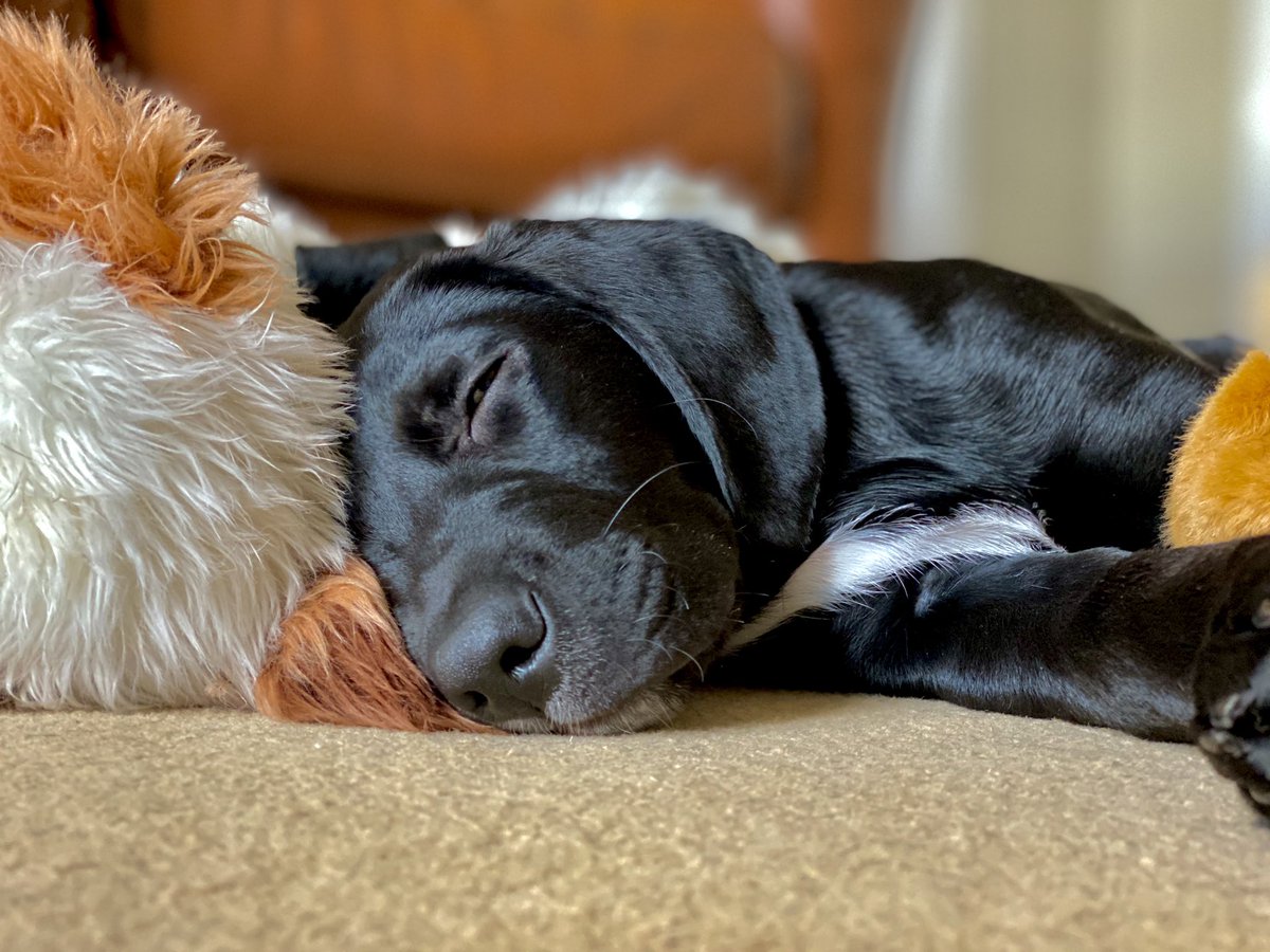 Someone’s tired today #labradorretriever