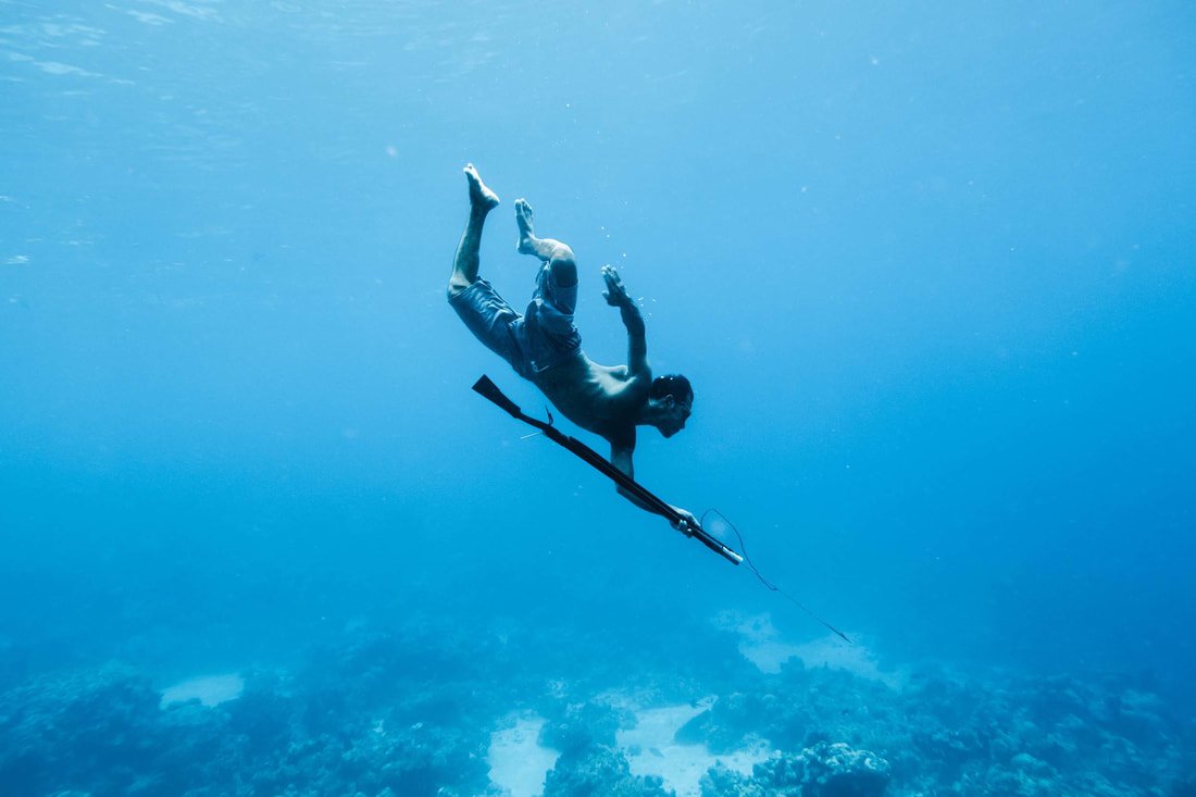 A last example comes from the Bajau people, who are experts at free-diving to great depths to spear fish. This cultural practice has resulted in unusually large spleens, which store & release oxygen-carrying blood cells, & other genes variants that help support diving. 6/6!