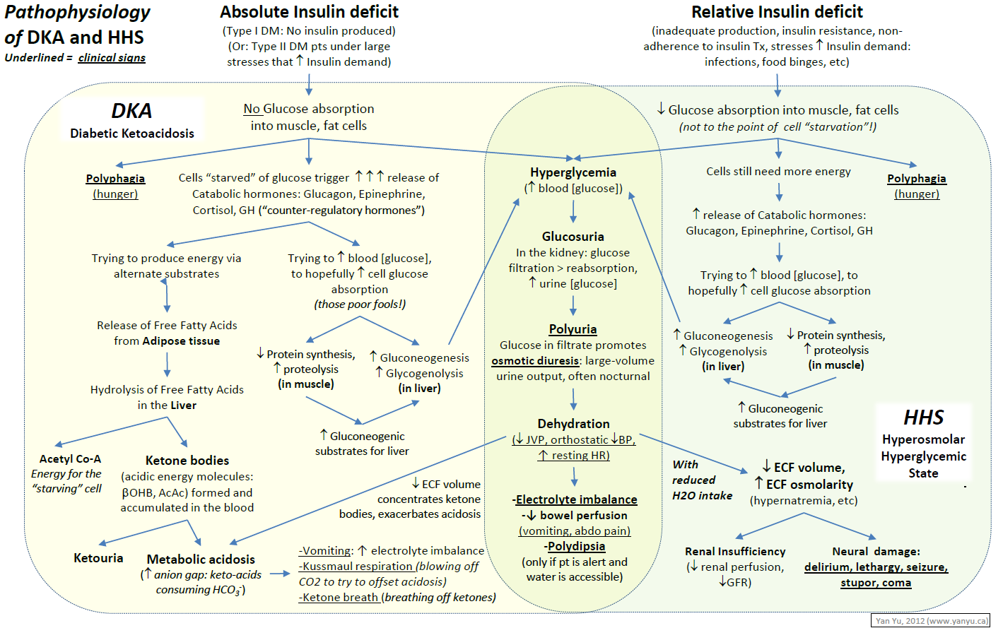 Cetosis metabolica nivel de cuerpos cetonicos