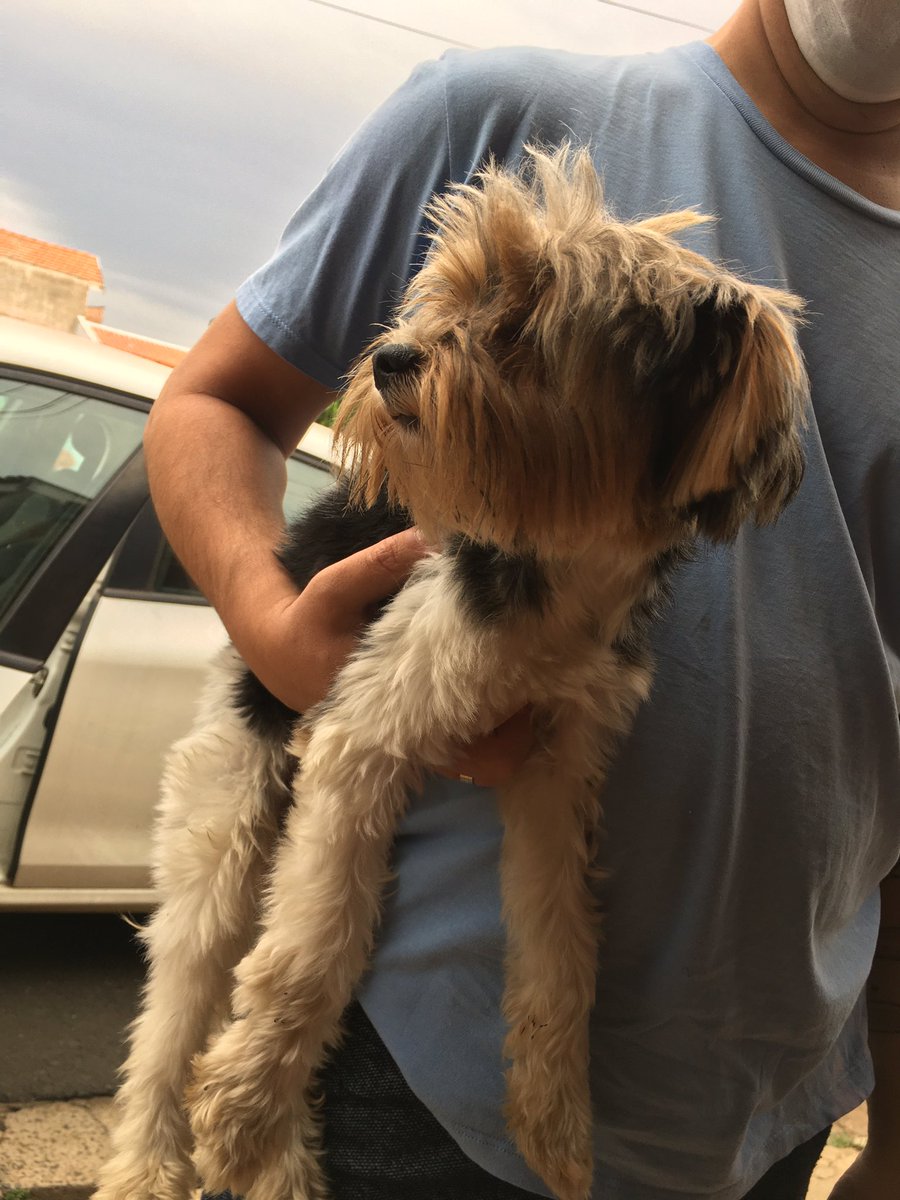 GondraBruno's tweet photo. rapaziada, eu encontrei esse cachorrinho perdido na frente da minha casa, no bairro Noiva da Colina, se alguém souber de alguém que tenha perdido por favor entra em contato ai, é macho porem não tem nenhum identificação de nome ou algo do tipo, compartilha ai pra ajudar qm puder https://t.co/436k6kI1u4