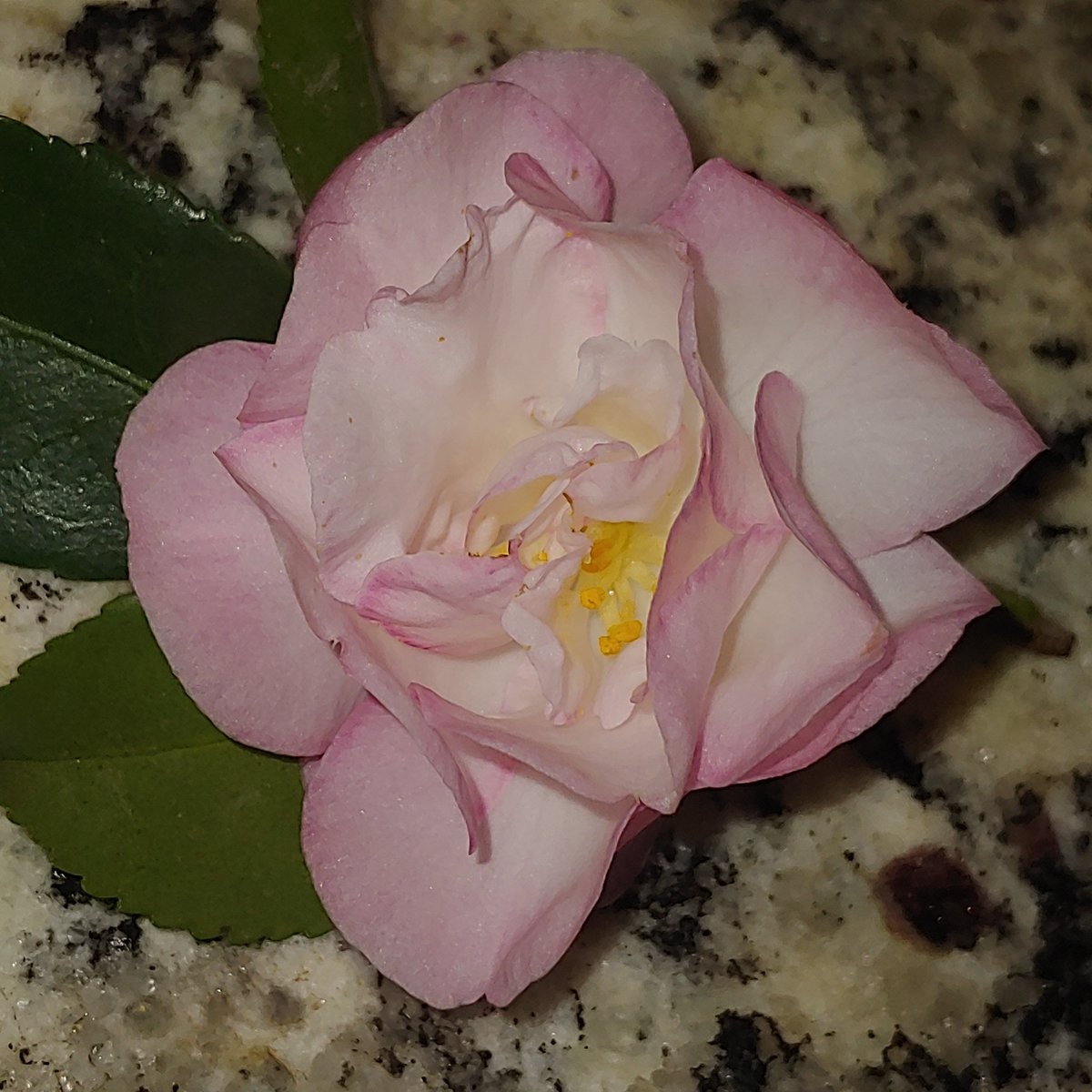 N_a_n_c_yBrown's tweet image. #Autumn brings #OctoberMagic #Camellia blooms #Inthegarden