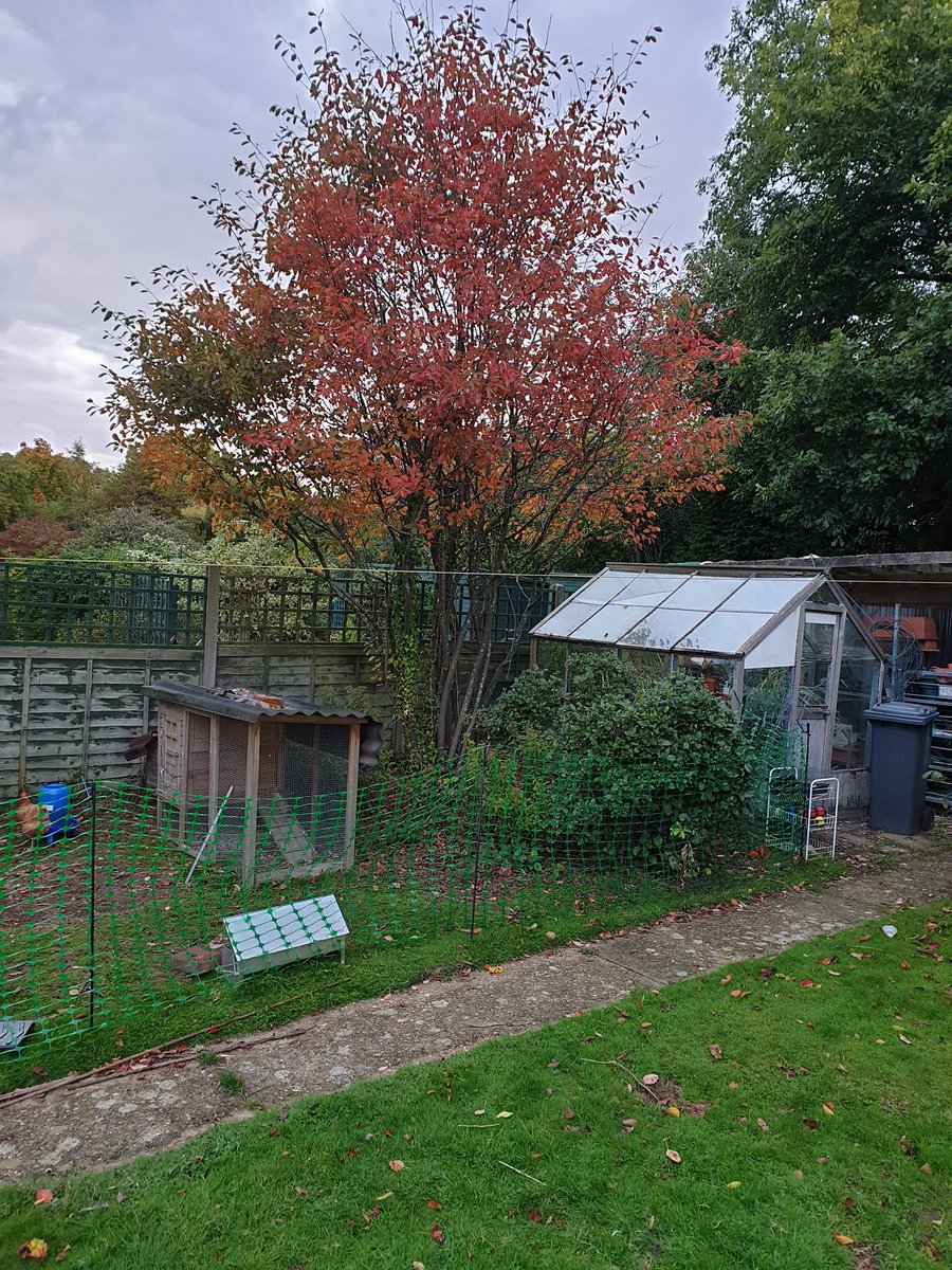 Love this shrub Amelanchier , snowy mespilus, spring flowers, berries for the birds and stunning autumn  colours. and you can chop it back when it gets to big.