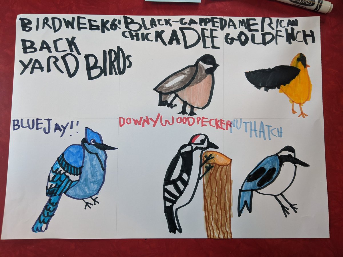 For this week's Bird Week, he drew birds we've seen in our back yard.
