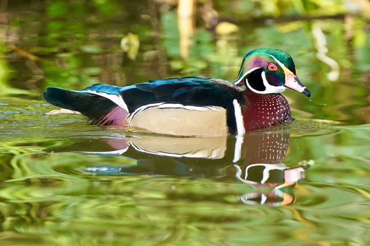 Andy_Adams_3721's tweet photo. Gorgeous looking Wood Duck from todayโs trip out with the camera - Rocester
@JCBmachines #rocester
#sonya9 https://t.co/ALOkn9YEm1