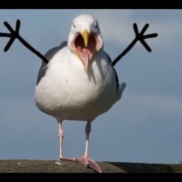 Steven Seagull tweet media