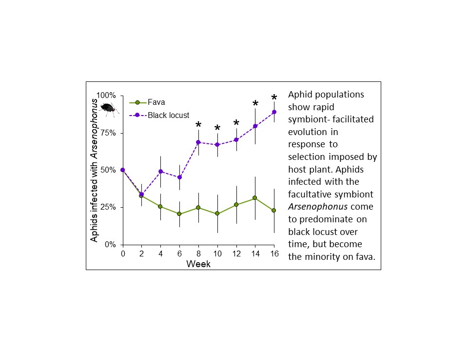 New paper out in the lab!  Former postdoc Paul Lenhart cleanly documented rapid evolutionary responses in aphid populations, courtesy of a facultative symbiont.  Online early version here: doi.org/10.1111/jeb.13… (behind a paywall - DM me to request a pdf!)