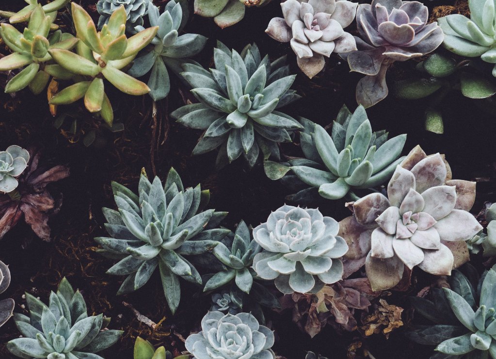 GVSUStudentLife's tweet photo. 💚 Free succulents 💚
RVSP to COVID Succs on LakerLink to claim yours, then pick it up next week!
🌿 Wednesday: https://t.co/mHN2zTGW9u
🌿 Thursday: https://t.co/PEJW0nBffI
#GVSU https://t.co/zwmnUWE48z