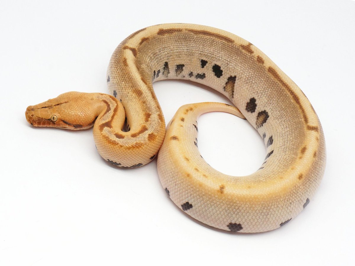 Robiscreeping's tweet image. She is off the charts!
Just glows!
#snake #BorneoShorttailPython #Pythonbreitensteini #dipong #snakes #atomic #glow #leopard #crystal