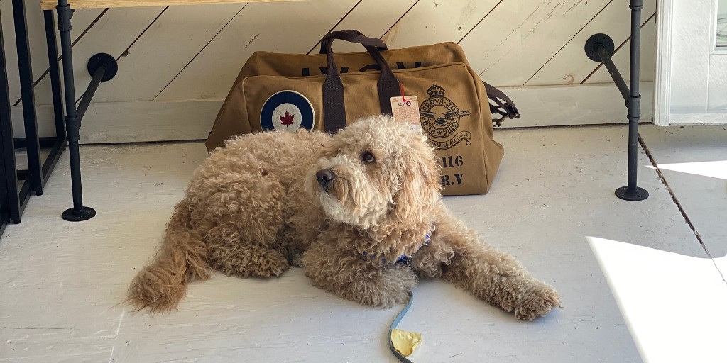 MuskokaCRS's tweet photo. The ever lovable Ace visiting the shop and posing with our @RedCanoeBrands Kit Bag!
These bags are perfect for your weekend adventures, stop in tomorrow and pick up your own!
#Dog #RedCanoe #WeekendAway #Muskoka #PortCarling #October https://t.co/YTd8fJlsme