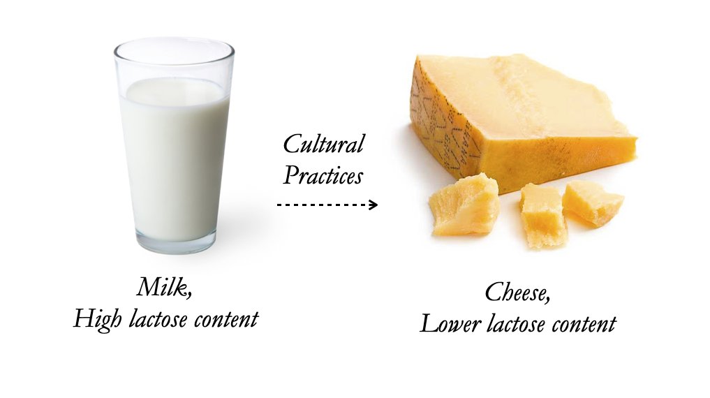 A note here, however, that in addition to genetic solutions like lactase persistence, there are also cultural solutions to the lactose issue! Many cultures turn milk into cheese or yogurt, which lessens the issue by using bacteria to digest some of the lactose for us. 4/