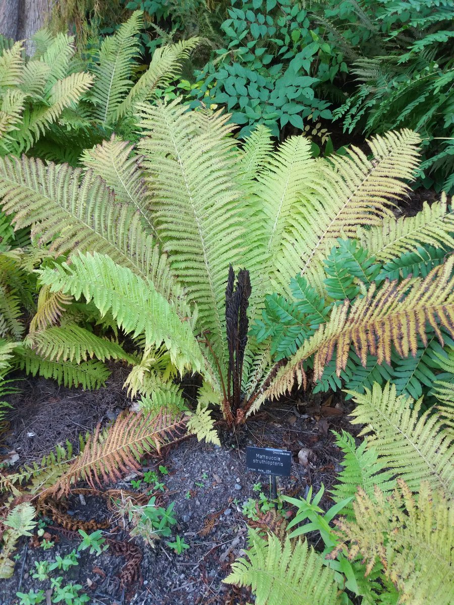 Suzanne Coleman (@sucoleman) on Twitter photo Ostrich fern (Matteuccia struthiopteris) <a href="/BodnantGardenNT/">Bodnant Garden NT/YG Gardd Bodnant</a> for #FernFriday <a href="/FernBPS/">British Pteridological Society</a> <a href="/Love_plants/">Plantlife</a> Ostrich fern (Matteuccia struthiopteris) <a href="/BodnantGardenNT/">Bodnant Garden NT/YG Gardd Bodnant</a> for #FernFriday <a href="/FernBPS/">British Pteridological Society</a> <a href="/Love_plants/">Plantlife</a>