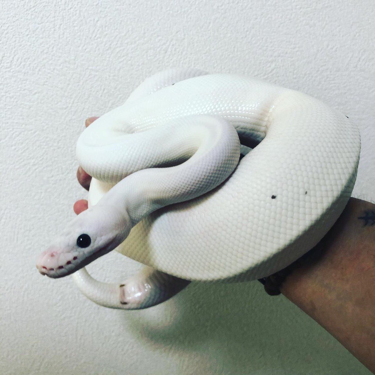 Scale 生体紹介 ボールパイソンづくしです この真っ白な子はホワイトウェディングのオスになります 誰もが憧れる白蛇です ボールパイソンは本当に奥が深いですね ボールパイソン ボールパイソンホワイトウェディング 徳島爬虫類 Scale 生体紹介 ボールパイソンづくしです この真っ白な子はホワイトウェディングのオスになります 誰もが憧れる白蛇です ボールパイソンは本当に奥が深いですね ボールパイソン ボールパイソンホワイトウェディング 徳島爬虫類