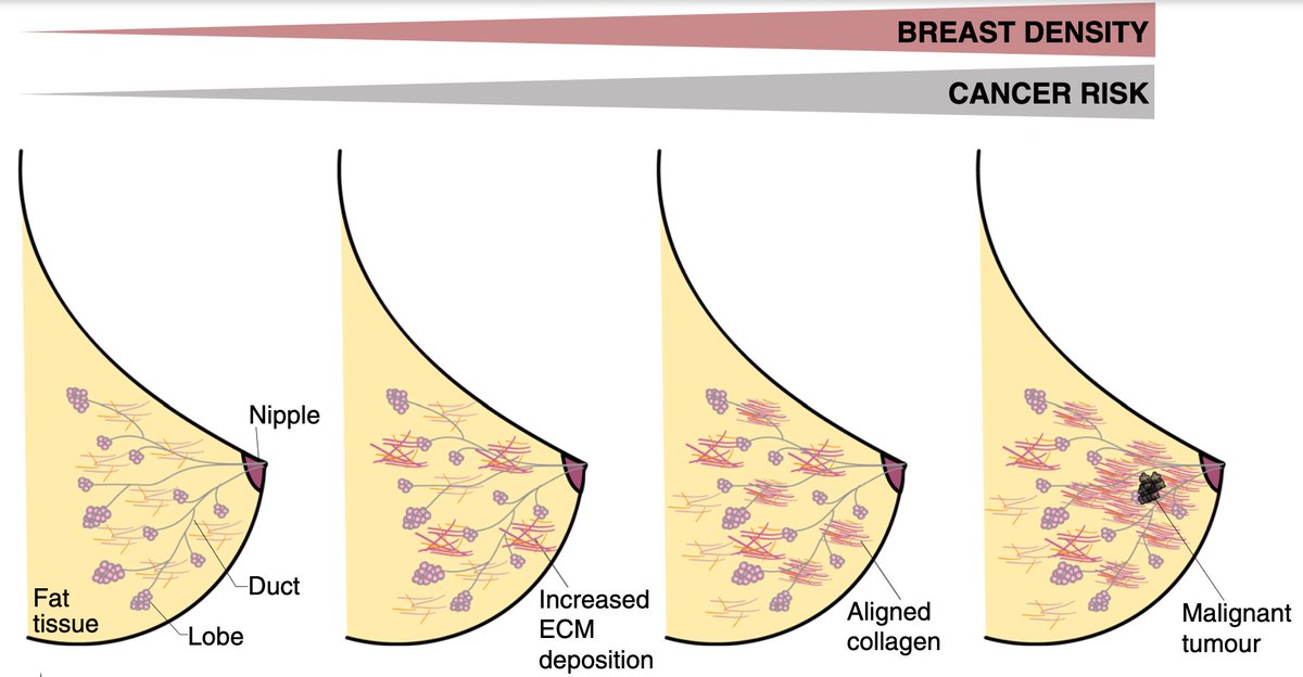read our review "Concepts of extracellular matrix remodelling in tumour progression and metastasis" in <a href="/NatureComms/">Nature Communications</a>. Zena Werb’s outstanding mentorship made this work possible. 
rdcu.be/b8hWr