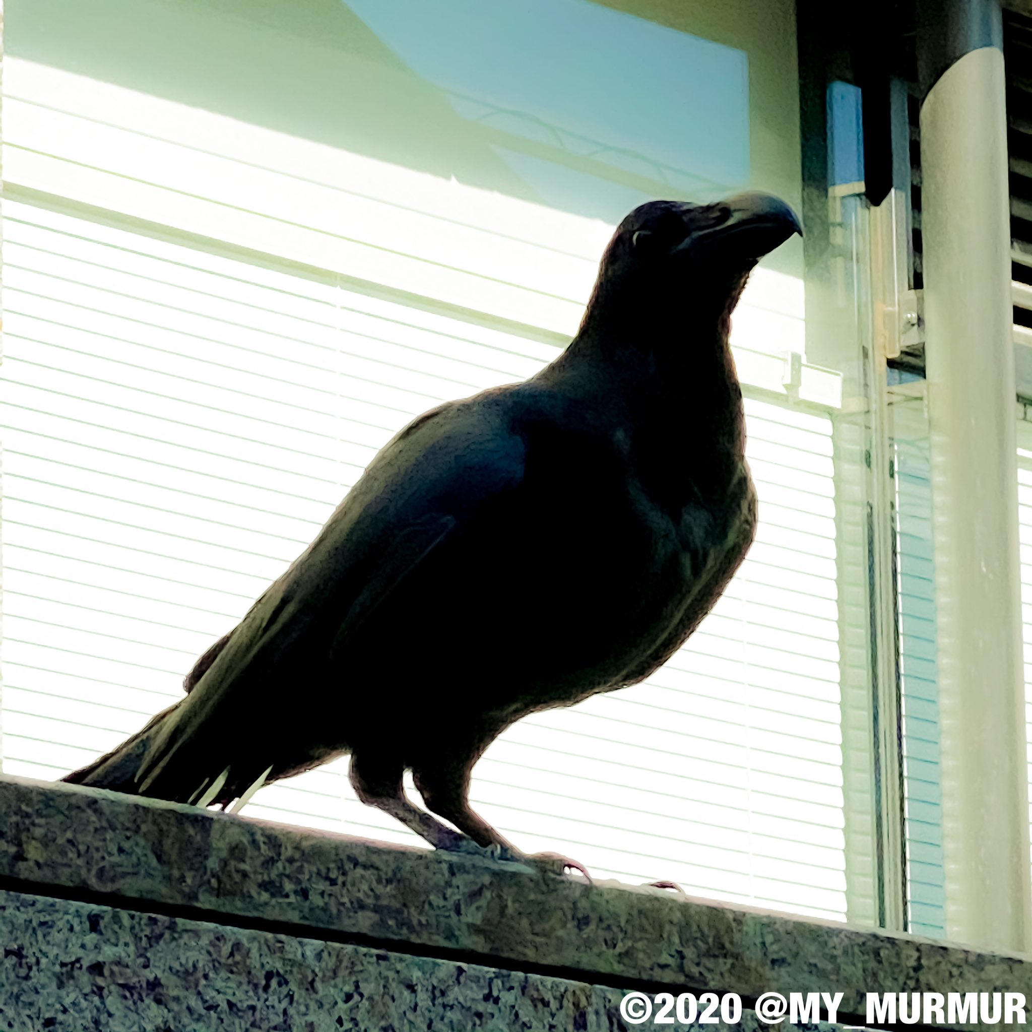 諏訪部順一 Junichi Suwabe カラスのフォルムってやっぱりカッコイイよなぁ カラスは英語だと Crow 黒いからクロウと覚えて下さい 笑 T Co 9ta9mqolke Twitter 諏訪部順一 Junichi Suwabe カラスのフォルムってやっぱりカッコイイよなぁ カラスは英語だと Crow 黒いからクロウと覚えて下さい 笑 T Co 9ta9mqolke Twitter