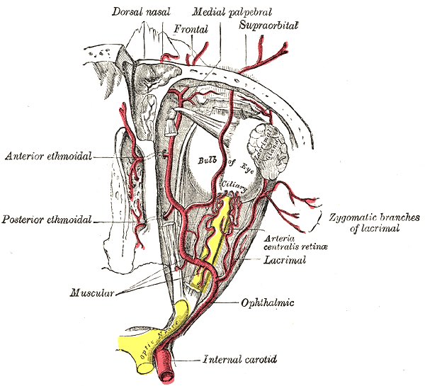 18/ Notably, the ophthalmic artery connects directly to the internal carotid artery (sitting under optic nerve), which is interesting to consider given potential for hematogenous route/spread.