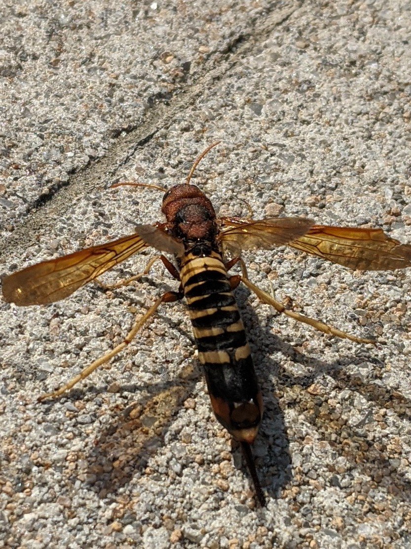 Yuta Asano そういえば今日クソでかい蜂がいた 普通のyellow Jacketより胴が長くて 飛べないのかずっと歩いて移動してた 女王蜂 教えて虫の人 T Co Rymvjrjuym Twitter
