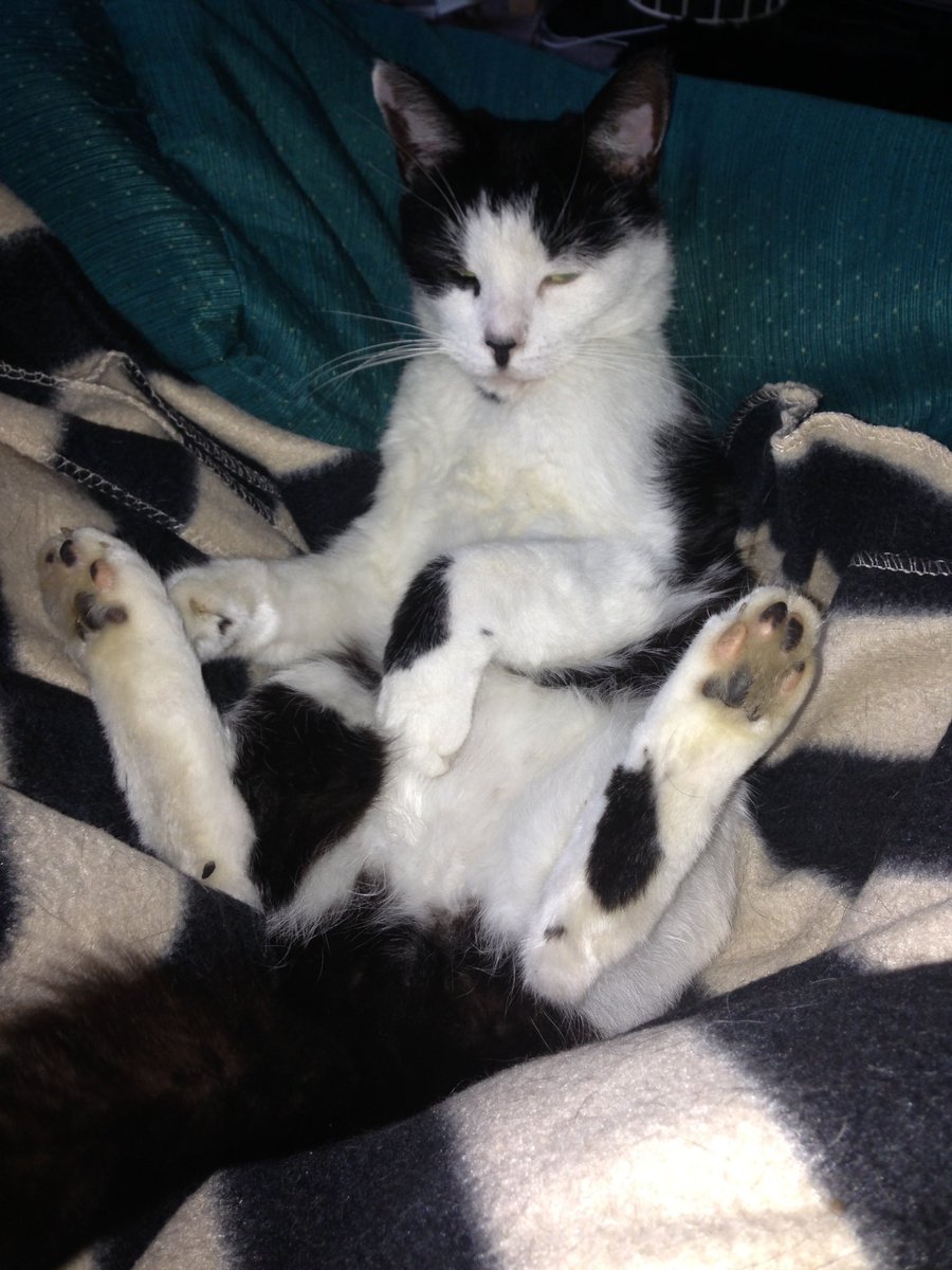 #unflatteringcatphotochallenge