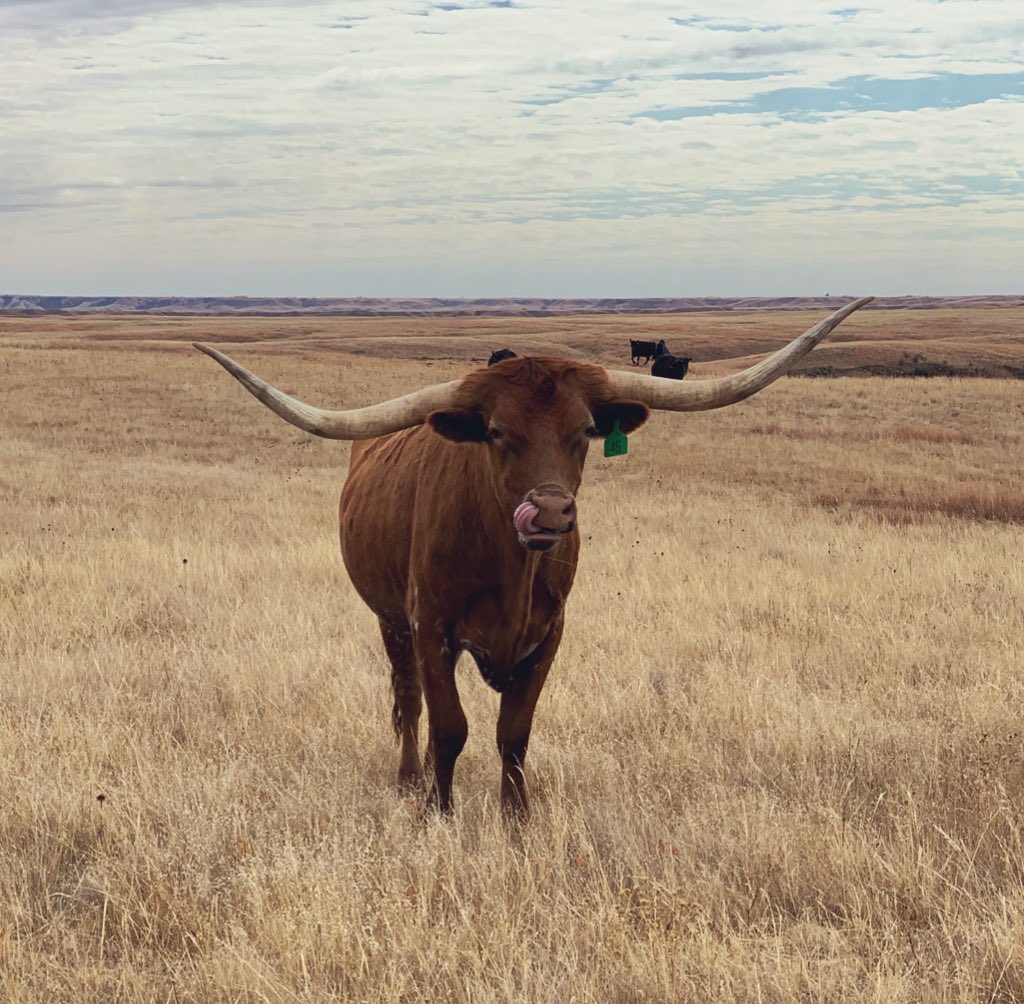 WBuxbaum's tweet image. Tried to take some cool pictures of Hot Rod the other day and this is what I got. Tastebuds deep in the sniffer