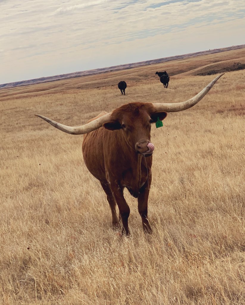 WBuxbaum's tweet image. Tried to take some cool pictures of Hot Rod the other day and this is what I got. Tastebuds deep in the sniffer