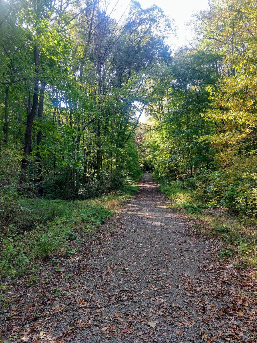 Day 207: just to demonstrate that not everything is a shit show, the weather was perfect today & I had this trail all to myself during my run. You could hear the birds chirping and acorns dropping like pebbles.
