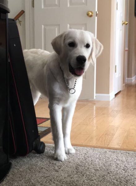 raiderpups's tweet image. Happy Friday from Logray💛💚
.
.
#sdit #servicedogintraining #logray #ewok #friday #weekend