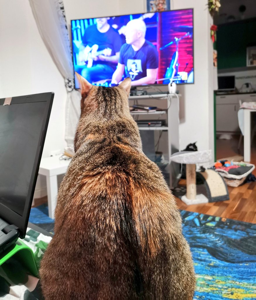 valentina vellucci tweet media