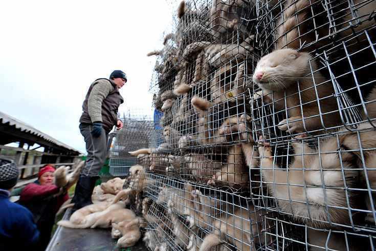 sialveganismo's tweet photo. No olvidemo que el #Covid19 surgió de un "mercado húmedo" de China en el q vendían #animales (vivos y muertos).
https://t.co/2N1t8vjqaD
¡Basta de fundamentalismos criminales contra los SERES SINTIENTES!
#GoVegan #NoUsesPieles #StopModaCruel #StopPieles #StopEspecismo #Covid_19 https://t.co/yjppNU9yOE