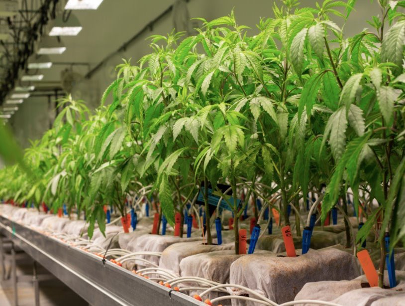 HighLifeFarmsCA's tweet photo. At High Life Farms we believe in automatized heating, cooling, lighting, nutrient and watering systems to ensure precision control. We even take our water down to its purest state, and add back only what’s needed.🌱 #highlifefarmsca #highlifefarms #cannabis https://t.co/g3DdPc9cuY