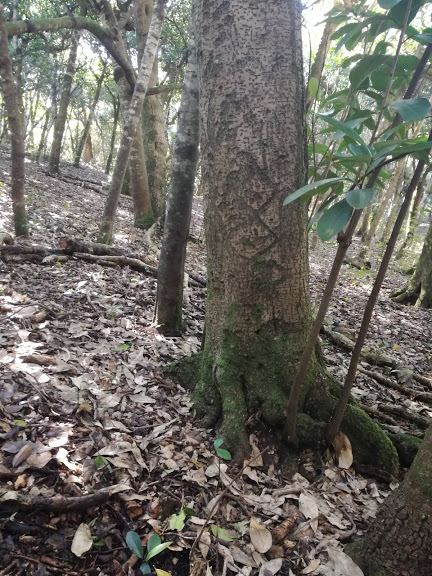 8 The details of Kaingaroa forest tell stories. The carved kopi trees attest to Moriori arboriculture, religion, & art. The carefully weeded, park-like spaces round the trees show how Moriori integrated the human & natural worlds. Middens show boundaries between families, clans.