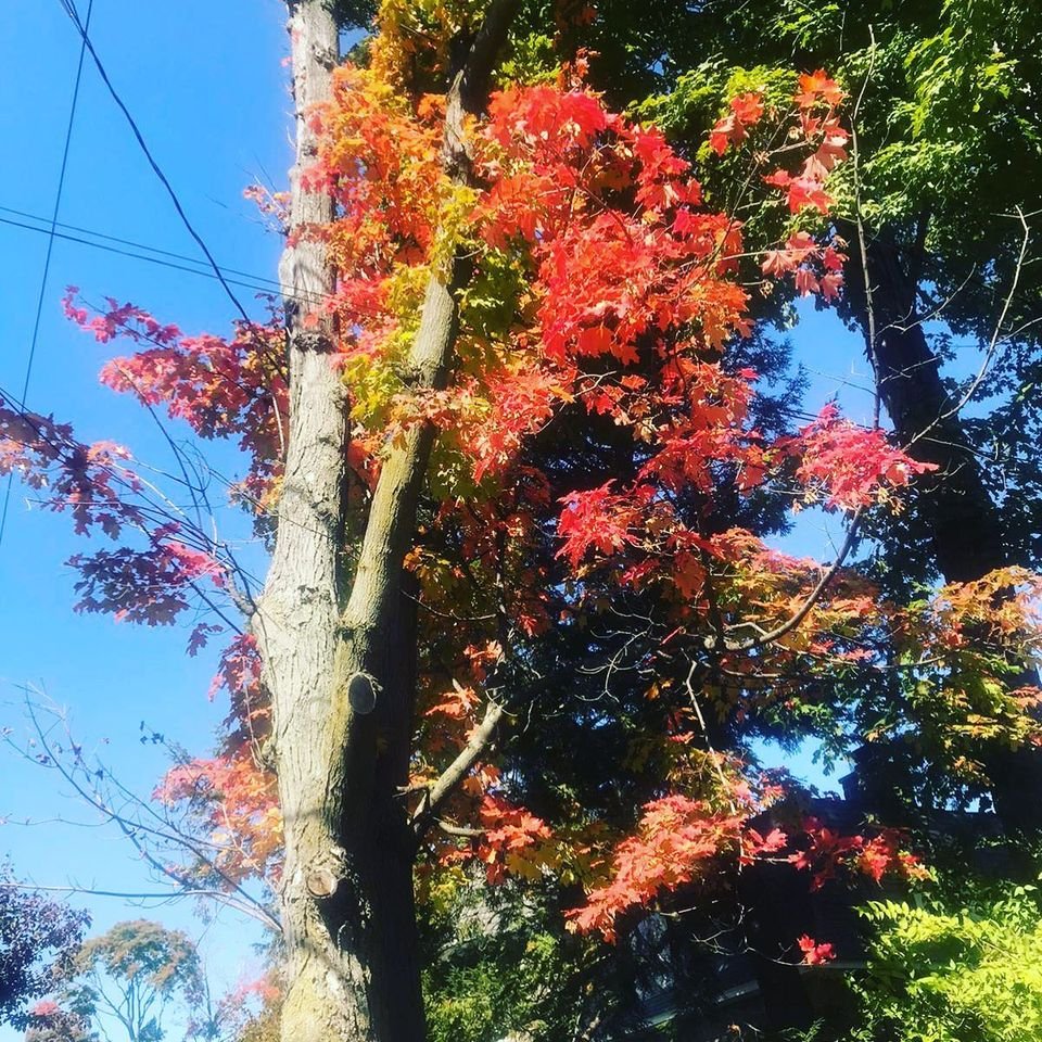 JamesMBlake68's tweet photo. The country is on fire, but look how beautiful Fall is in the Hudson Valley! #fallfoliage #lifeoutsidework #beauty https://t.co/wZVCWXGrpX