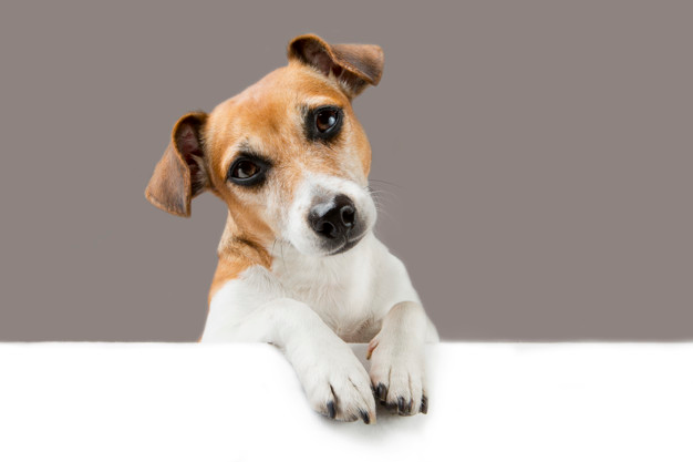 GOTTA DO IT!!! WRITERS!!! comment with a puppy and #follow the puppies!!! Here is your #FollowFriday #fun #tweetoftheday 🐕🦮🐕‍🦺🐩#followback #f4f #retweet #WritersLift #WriterLift #lift #Authors #WritingCommunity #puppies #puppy