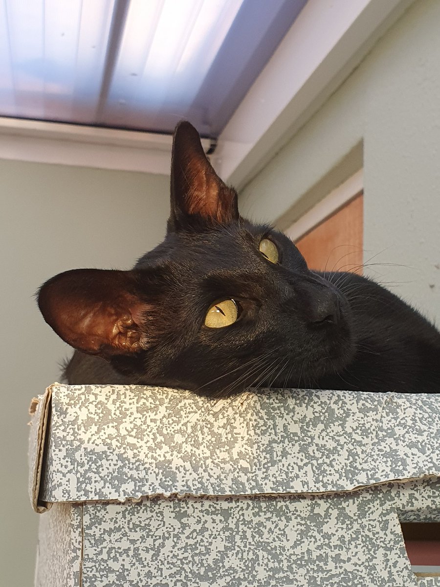 PsycheKick's tweet photo. @alexlovelltv here at the psychickits home, we can't think of any good reason not to love black cats! We have nearly 7000 followers on Instagram! Oscar may be dyspraxic, autistic, playful, quirky, demanding, intelligent, affectionate, and hard to see at night, but he's purrfect! https://t.co/pVDByHBWjV