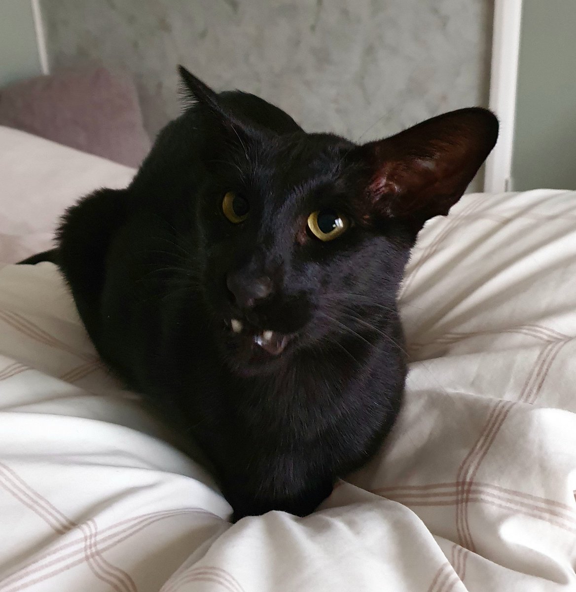 PsycheKick's tweet image. I've told you to listen when I tell you I'M HUNGRY!