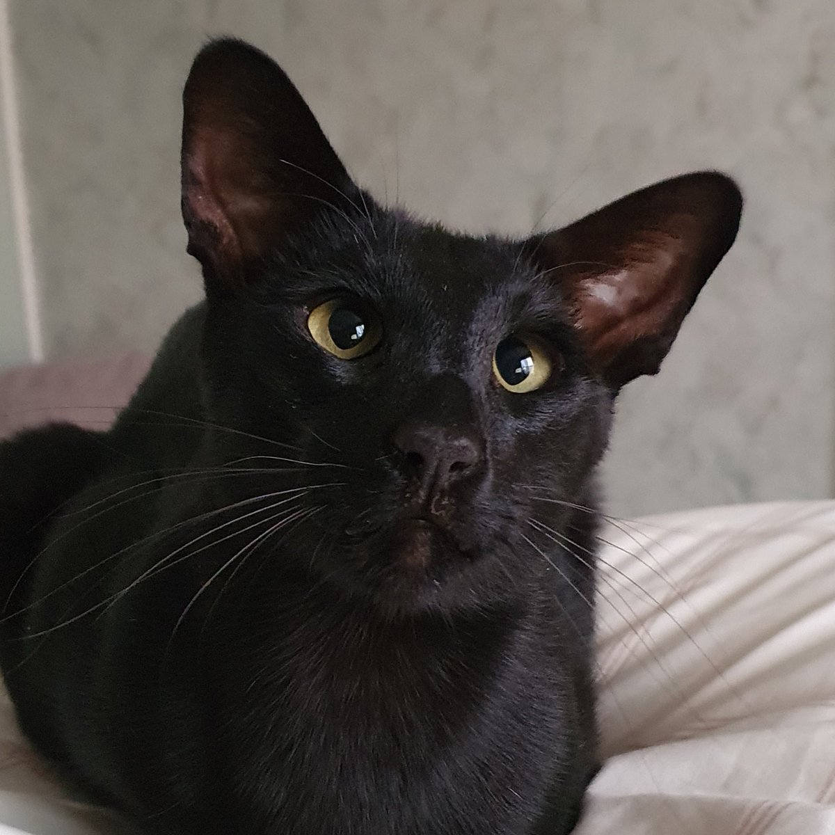 PsycheKick's tweet image. Who are you calling cross-eyed? #BlackCatAwarenessMonth #BlackCat