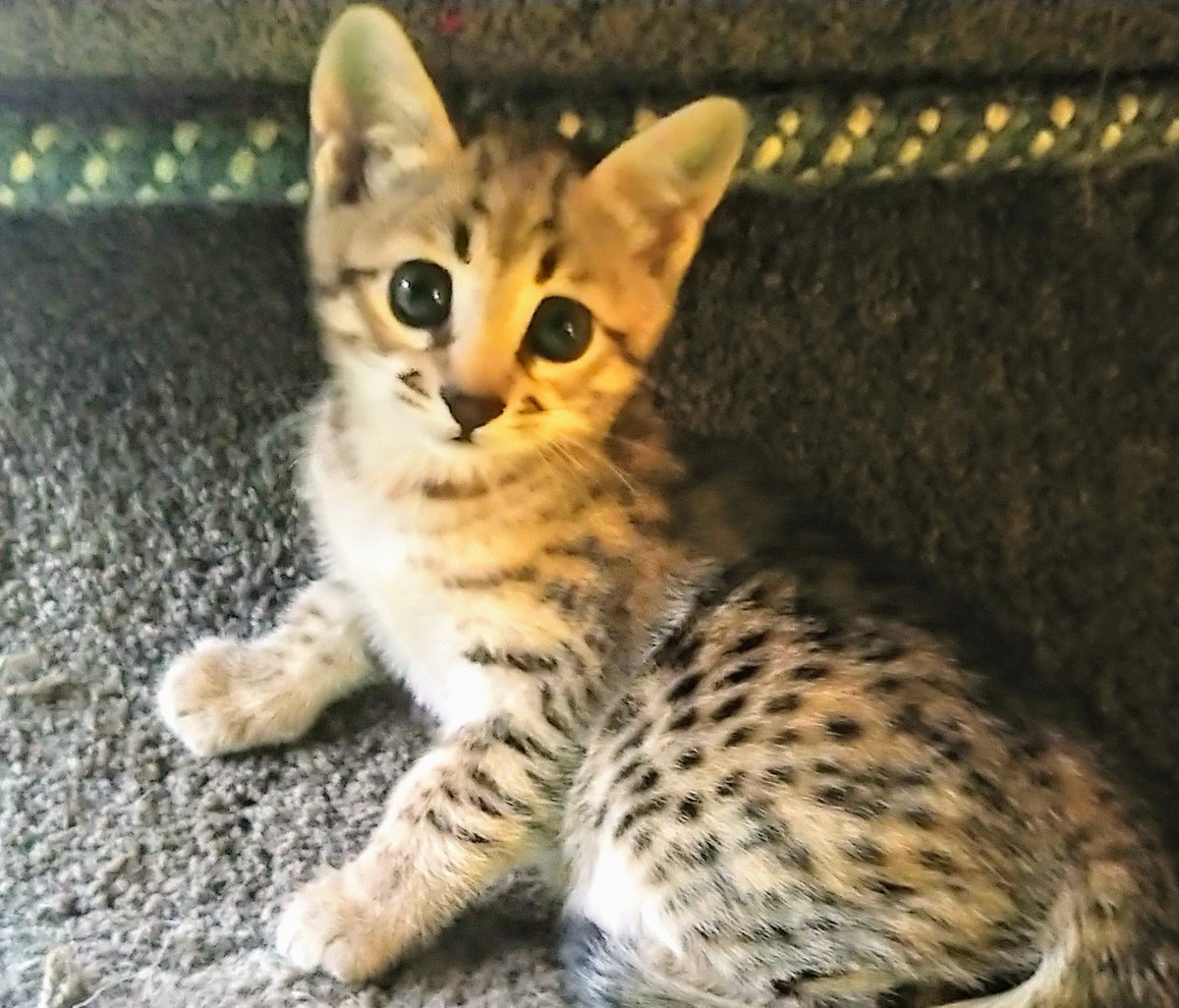AfricanExotics's tweet image. Updated photos of Sweet child Zoe and Peaches. Kitten life is being pampered and just being a kitten. 
Inquiries are welcomed just drop a pm 📩  #SavannahKittens. Peaches (F gold brown) 💕 Zoe (F Brown).
#cats #savannahcats #cutecats #savannahs #hybridcats #savannahkittens