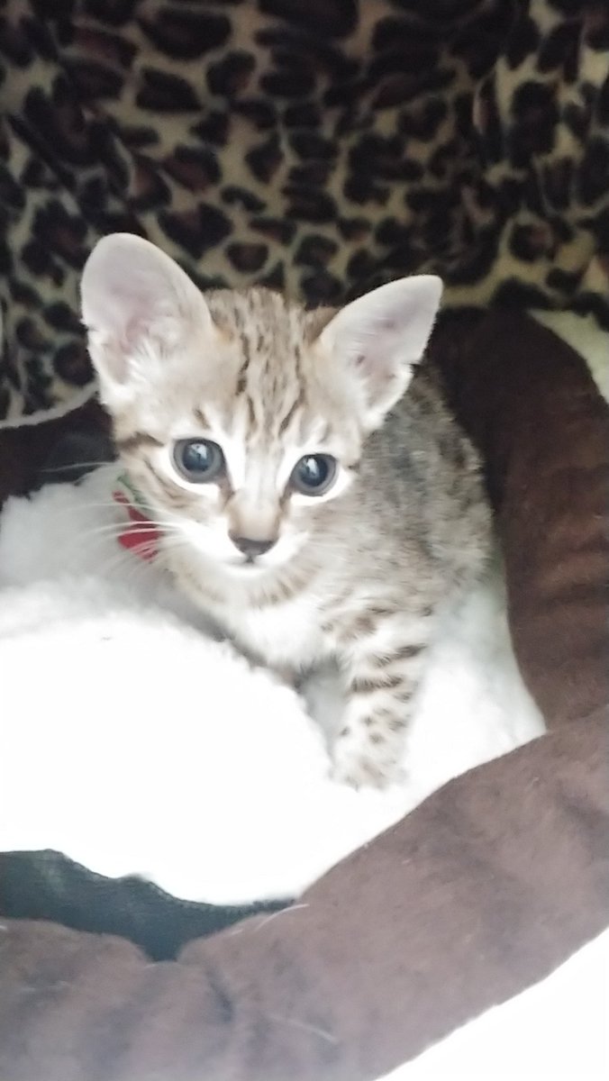 AfricanExotics's tweet image. Updated photos of Sweet child Zoe and Peaches. Kitten life is being pampered and just being a kitten. 
Inquiries are welcomed just drop a pm 📩  #SavannahKittens. Peaches (F gold brown) 💕 Zoe (F Brown).
#cats #savannahcats #cutecats #savannahs #hybridcats #savannahkittens