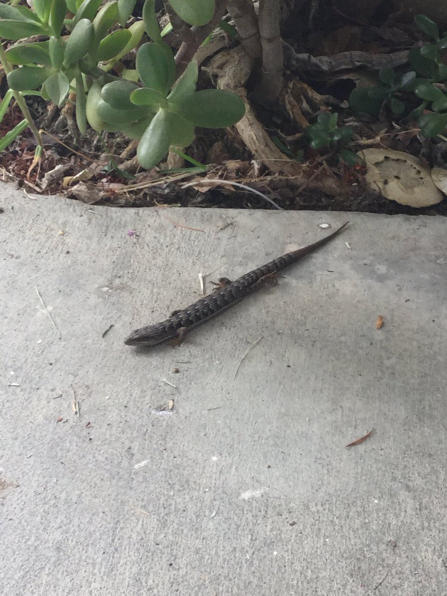 pitman_karen's tweet image. Open the front door, and whom do I find chilling. #Bugcatcher