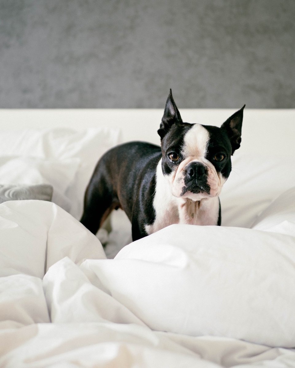 restlypets's tweet photo. 🙋‍♀️Sharing our shortlist of pet wellness reads. 👀 Check them out before you go down a shady Internet rabbit hole this weekend. Tap the link in bo to read: "Three must-reads on pets and CBD" 
                      
#restlypets
#happytails
#petcare
#petwellness
#dogfri https://t.co/XnhcjEX1NF