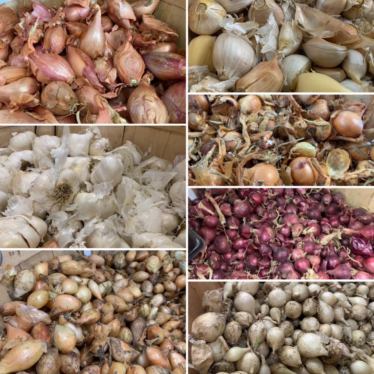 Fall Gardening, Laredo Goodies and Costume Contest conta.cc/2GFatjG